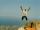 Kamikaze Jump